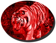 Bengal Tiger